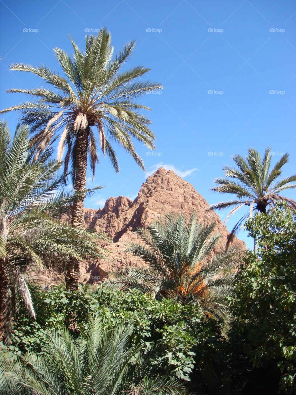sky blue palm desert by richsanta