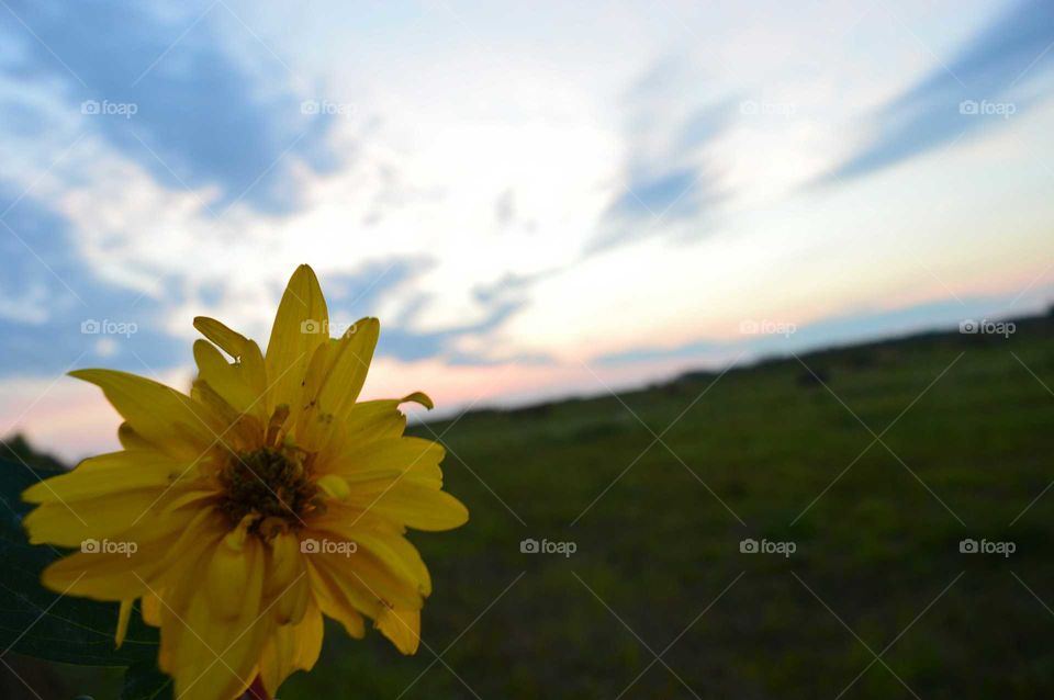 yellow flover in the sunset