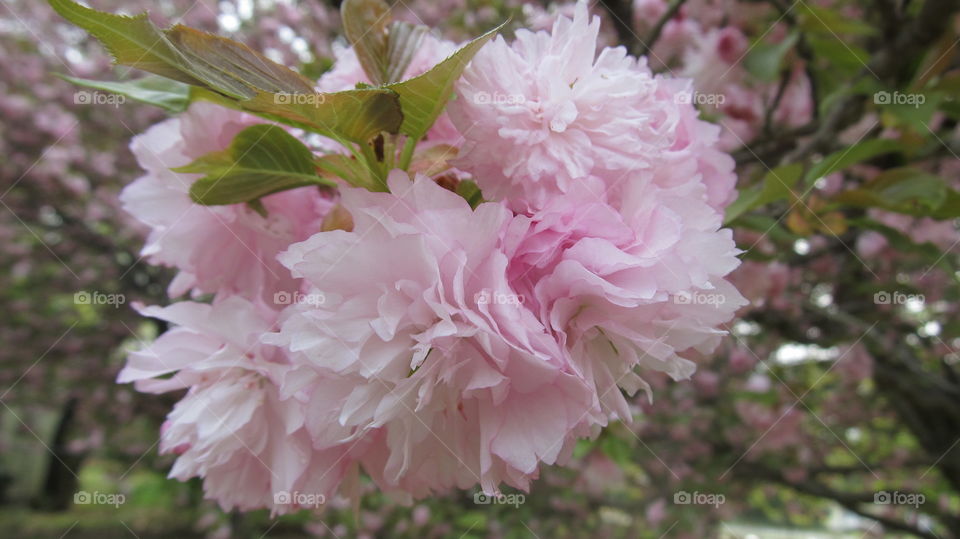 Pink flowers