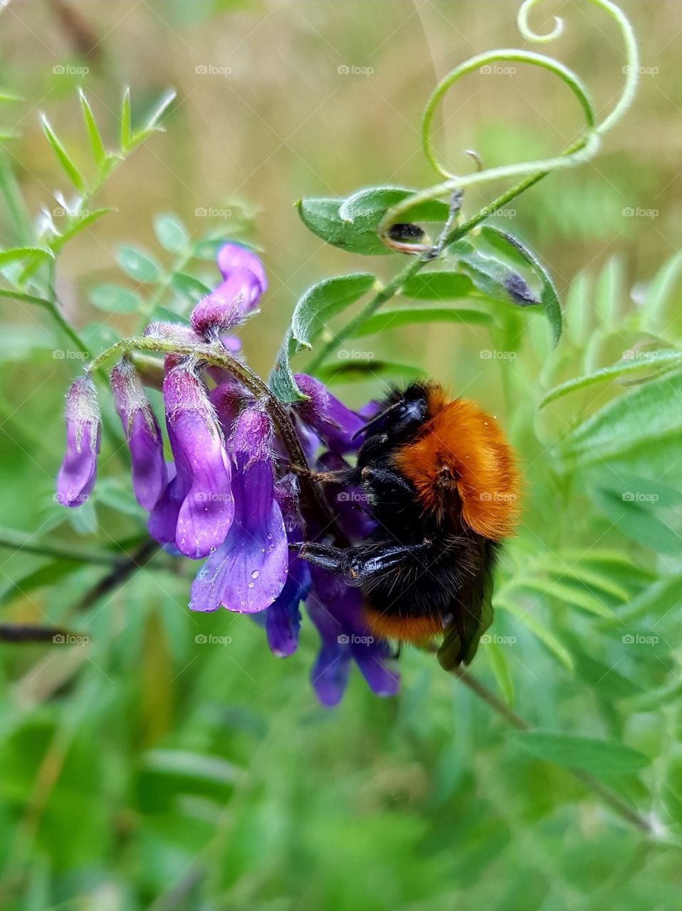 bumblebee in late summer