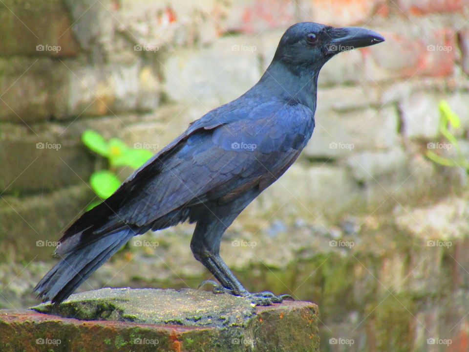 The Indian jungle crow (Corvus culminatus) is a species of crow found across the Indian Subcontinent south of the Himalayas.