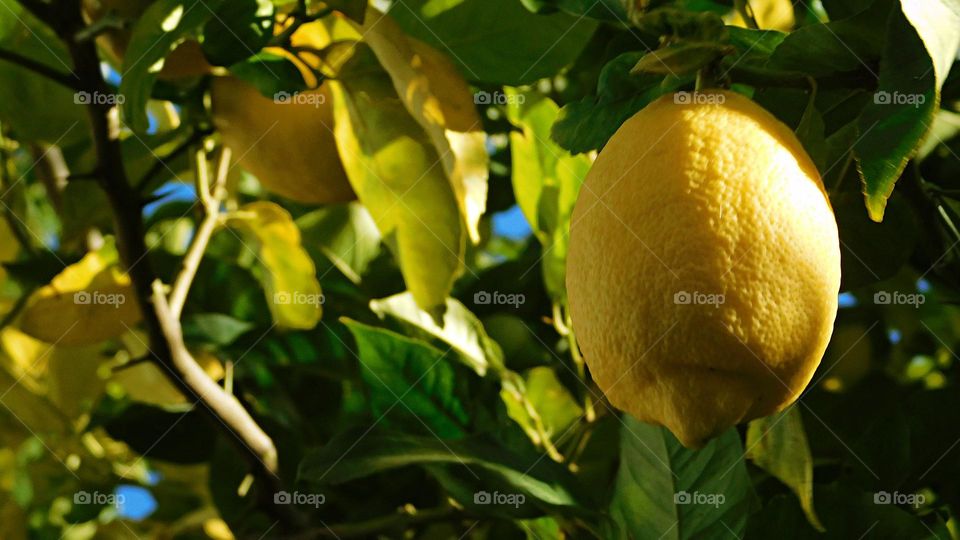 lemon Tree