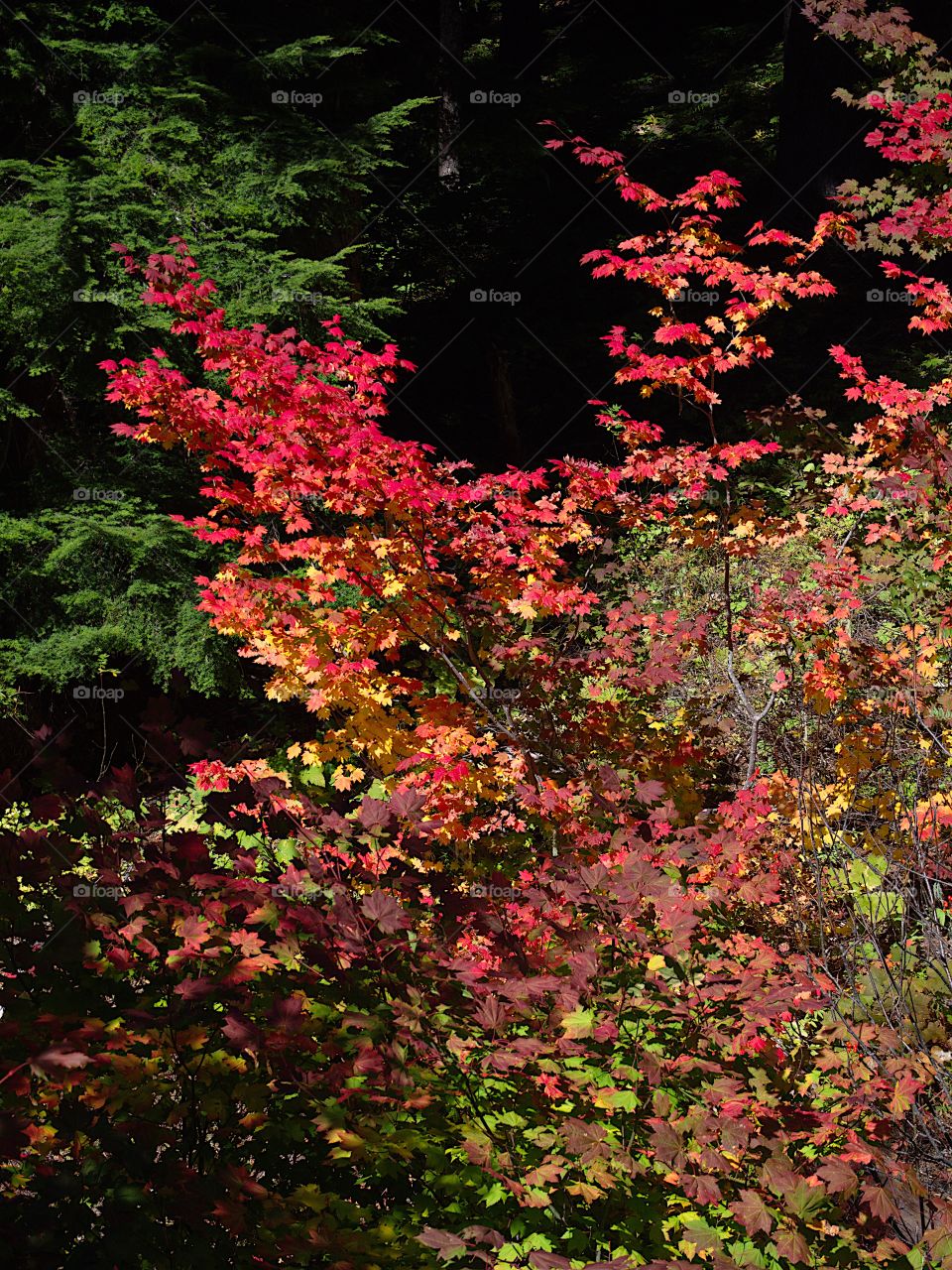 Bright maple leaves changing to their brilliant fall colors of red, orange, yellow, and gold. 