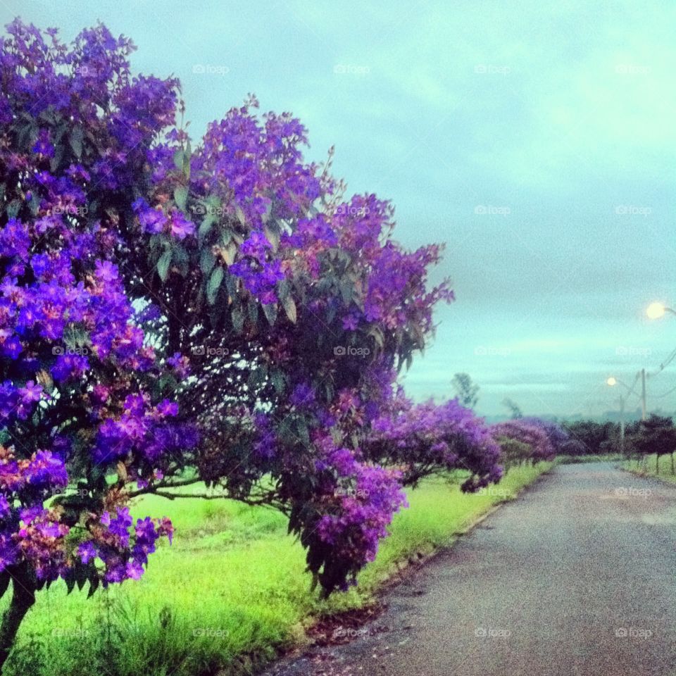 Céu nublado, mas com cores vibrantes de quaresmeiras roxas e gramado vivo. Bom dia, natureza. 