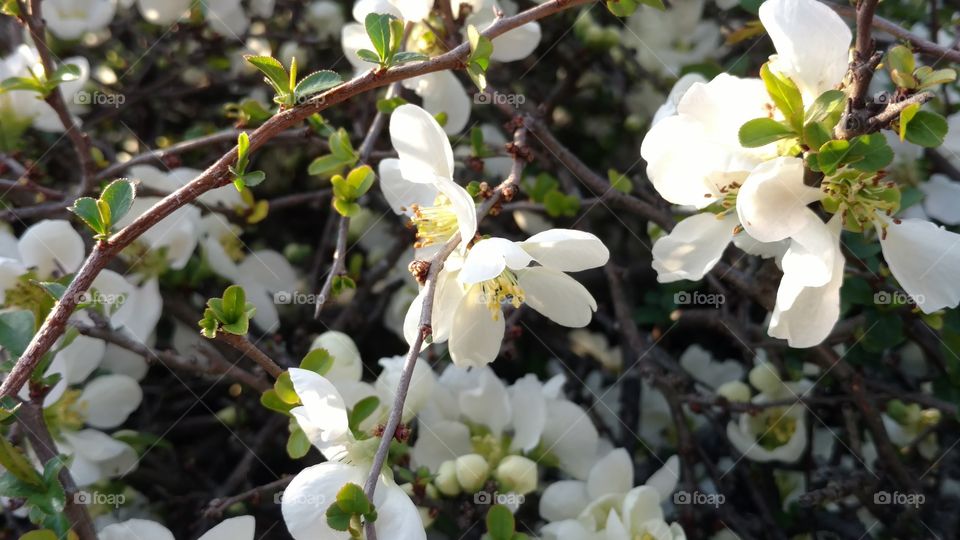 Flower, Tree, Branch, Nature, Blooming