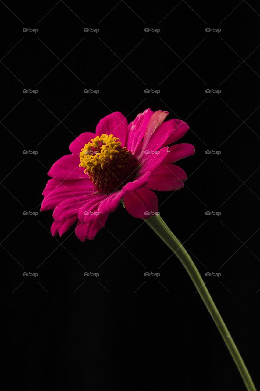Red Aster Bud  on black background, fluffy Dahlia feathery.