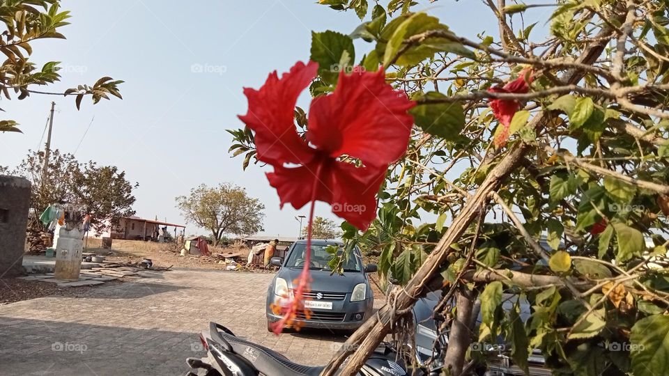 such a beautiful 🌺 in front of my farm house