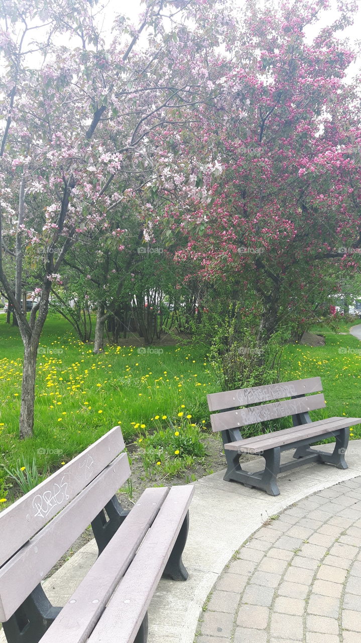 seat in the pink summer smell!🌸🌳