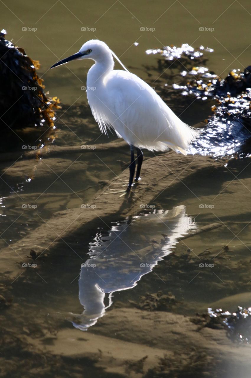 Egret