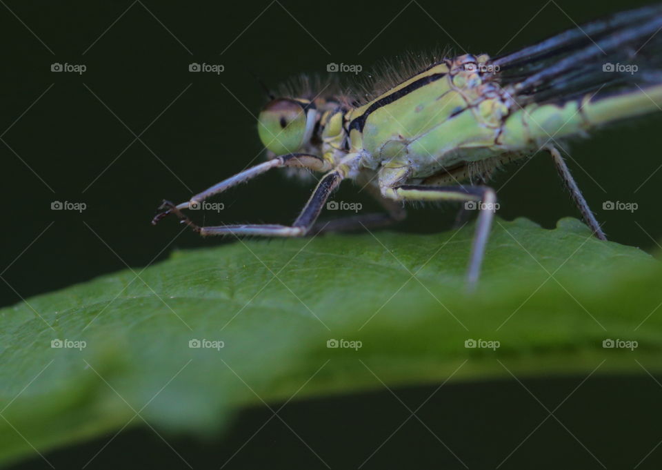 Damselfly On Leaf