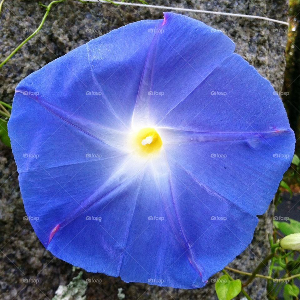 Morning Glory in all her glory