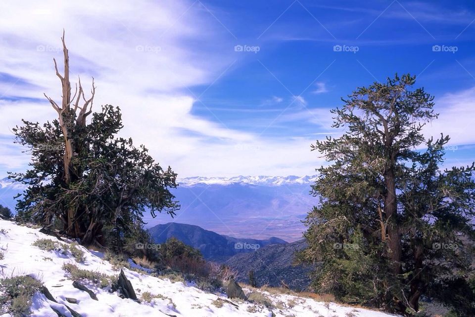 Bristlecone Pine and Sierra Nevada