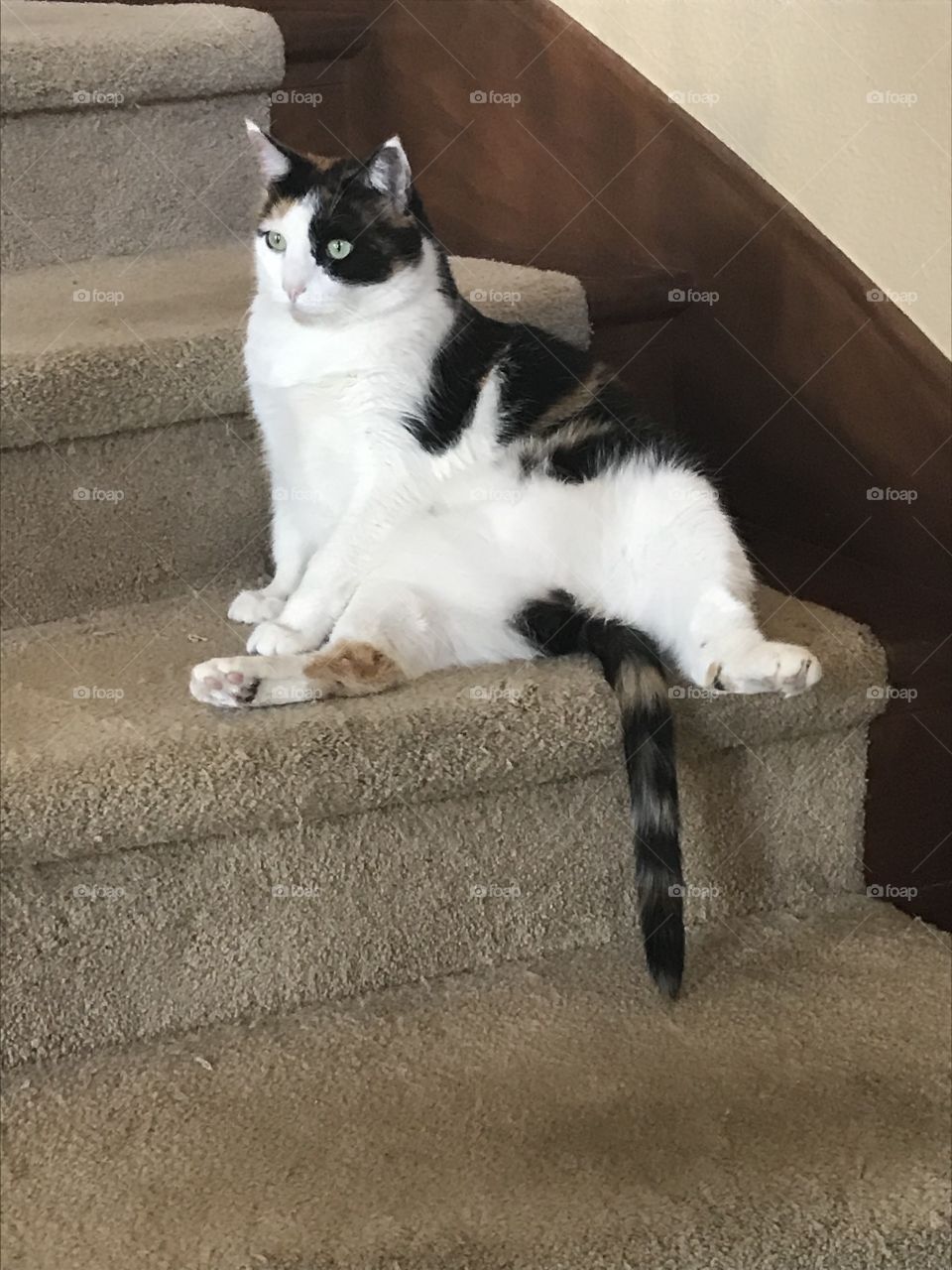 Calico fat cat on the stairs 