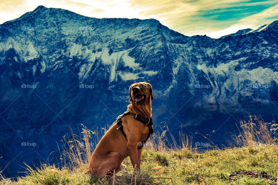 dog in the swiss alps.