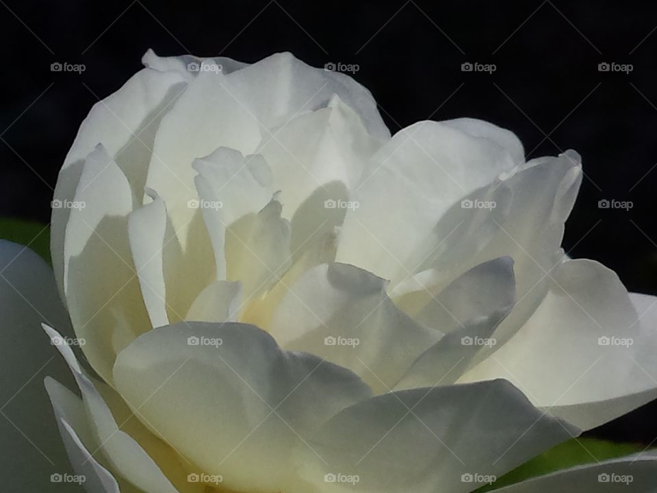 Elegant blooming white rose