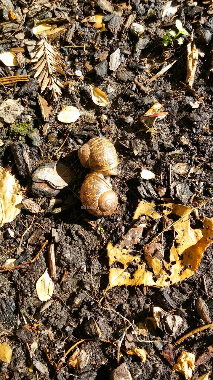 snails