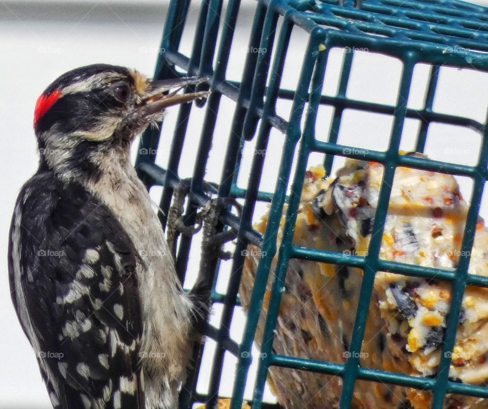 downy woodpecker