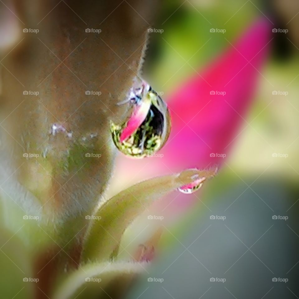 titik embun pagi di bunga kamboja.
foto ini diambil menggunakan kamera hp asus zenfone5.