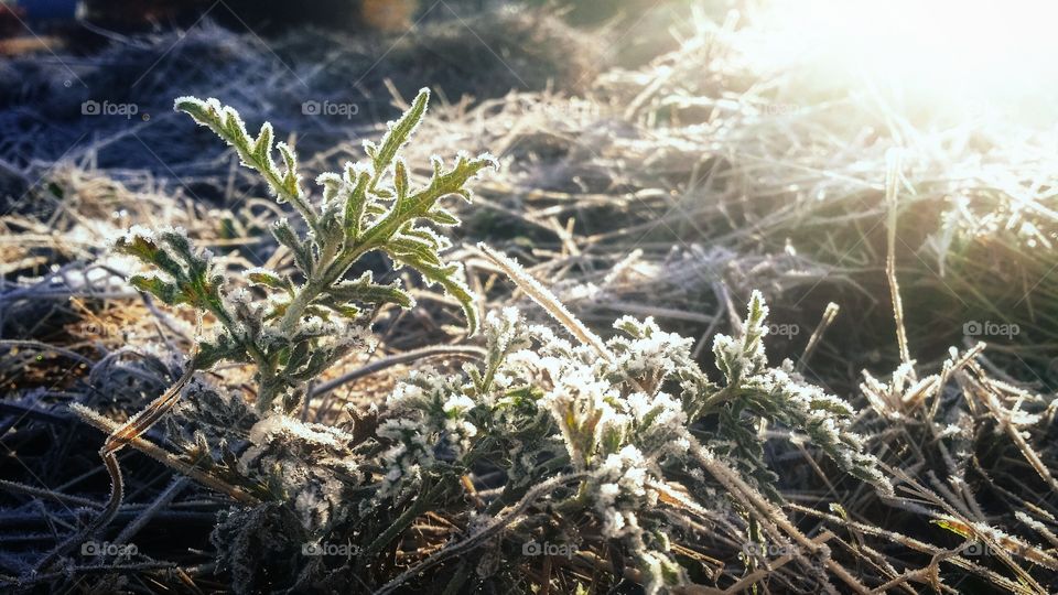 Weeds in Frost