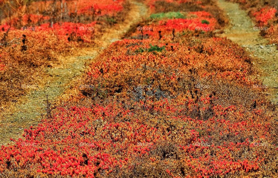 Spring color in California wetlands