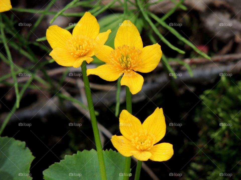 Yellow Swamp Flower