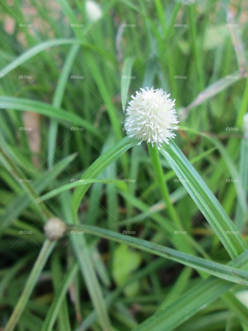 A grass flower