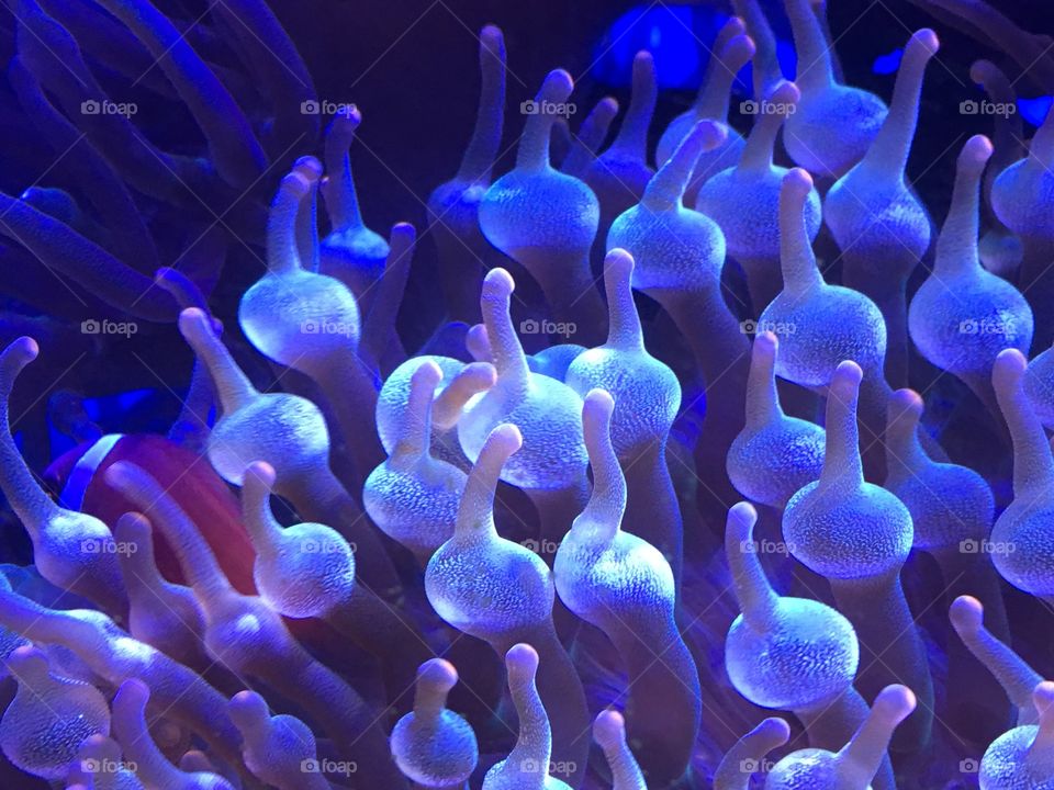 Coral from the burapha aquarium 