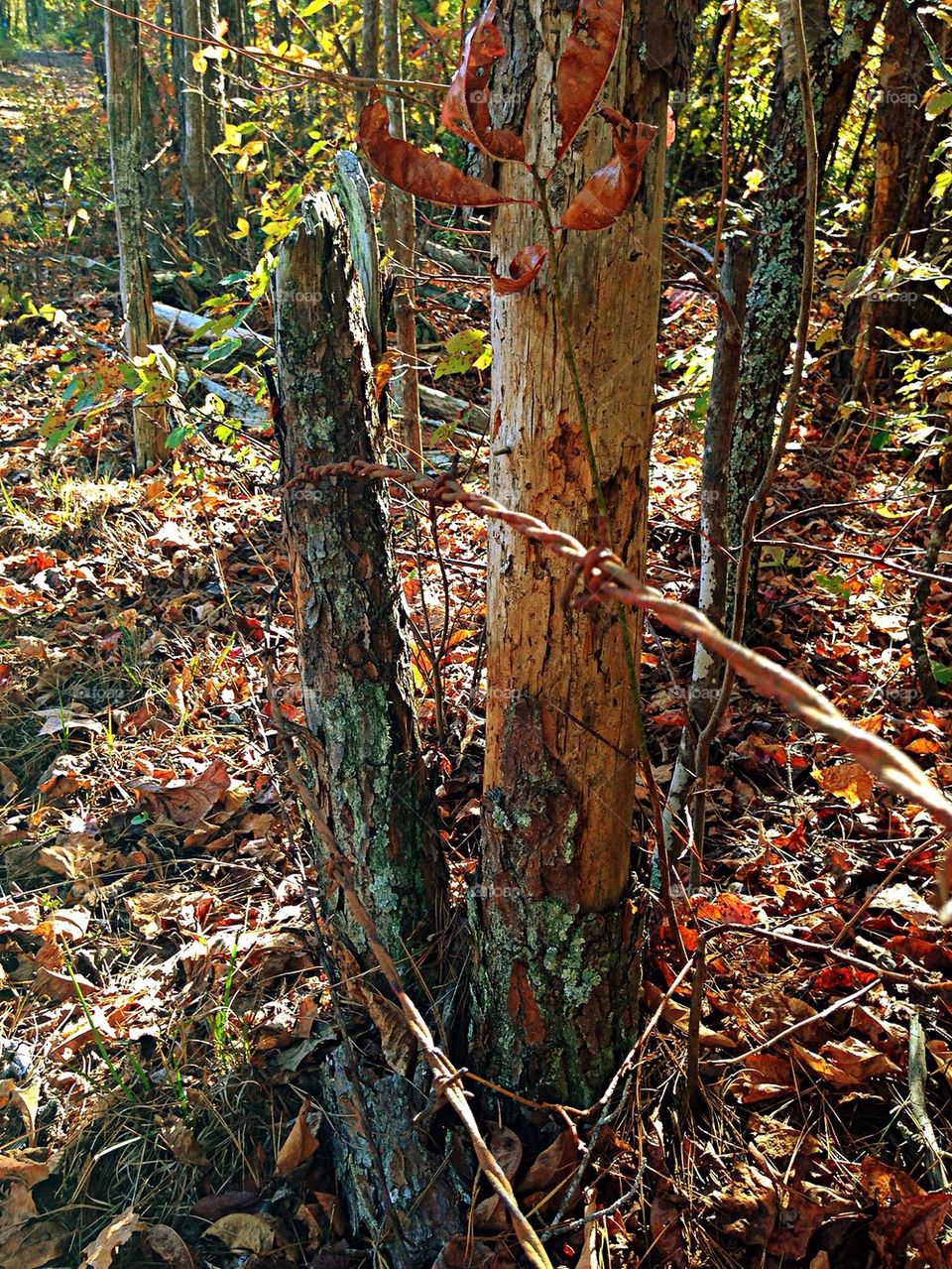 Old barbed wire fence