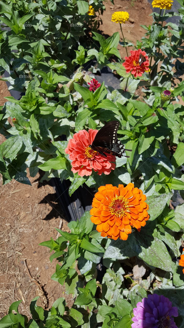 Butterfly on flower in summer hot sunny day at the Orchard flower garden