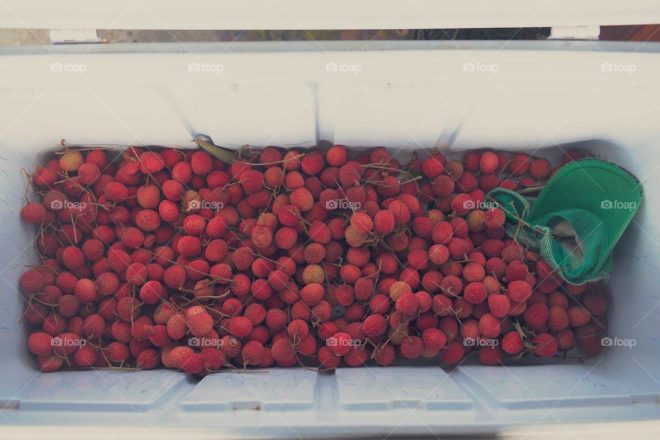 Cooler full of fresh lychee fruit