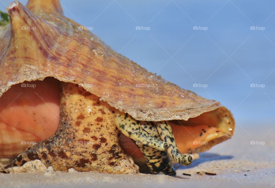 Conch traveling around the beach