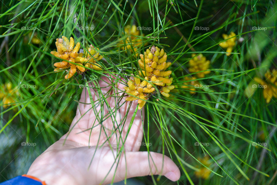 Small pine cones