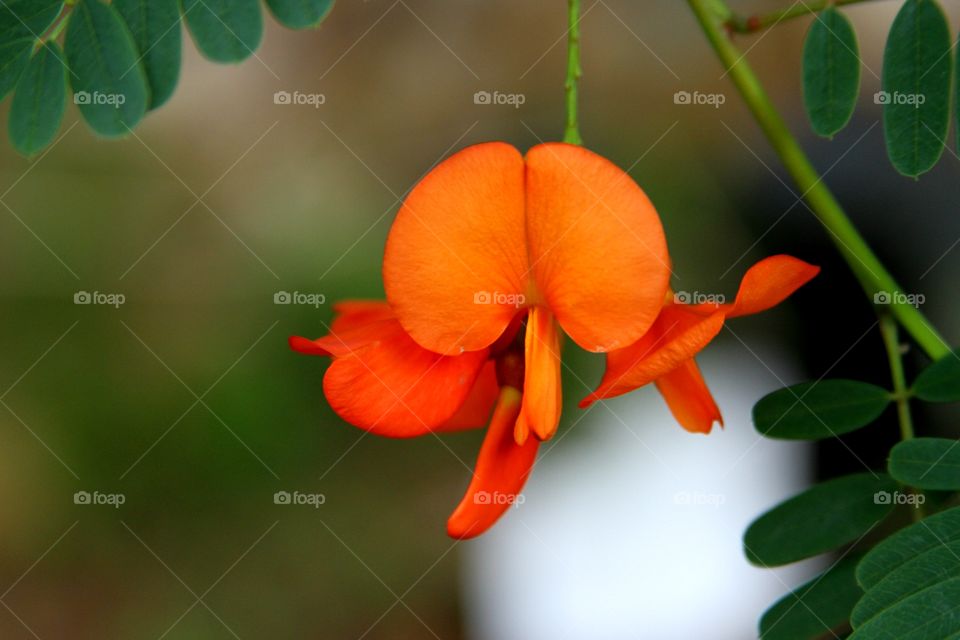 prange red flowers in full