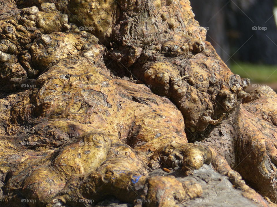 Tree trunk in the forest 