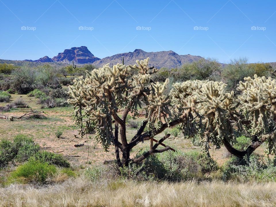 Cholla Cactus in Arizona Desert