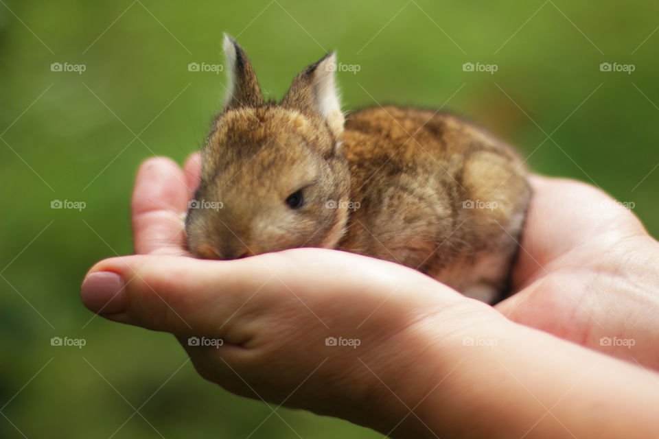 Rabbit on the hands