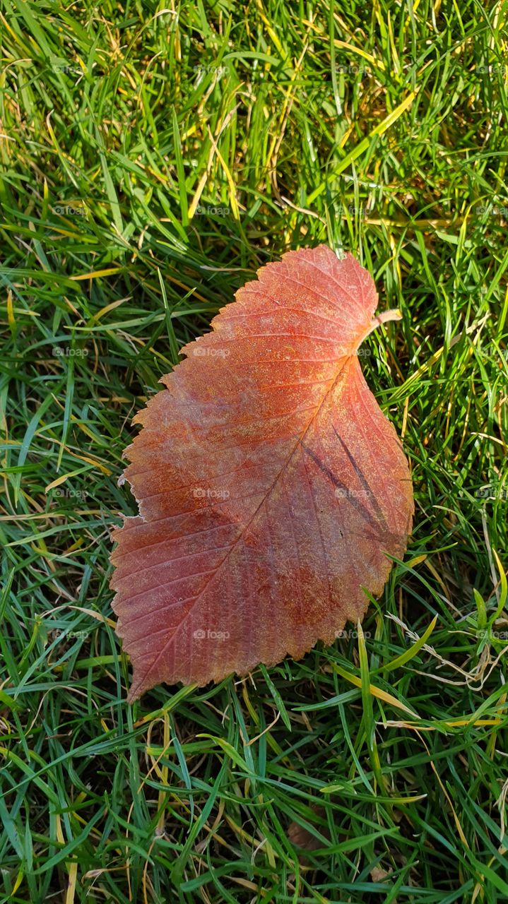 bright red leaf on the grass