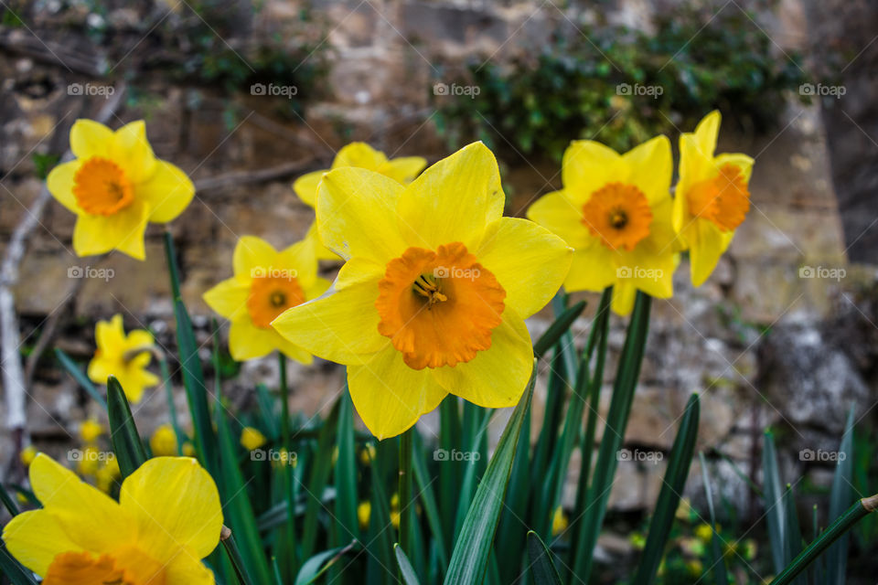 Daffodil flowers