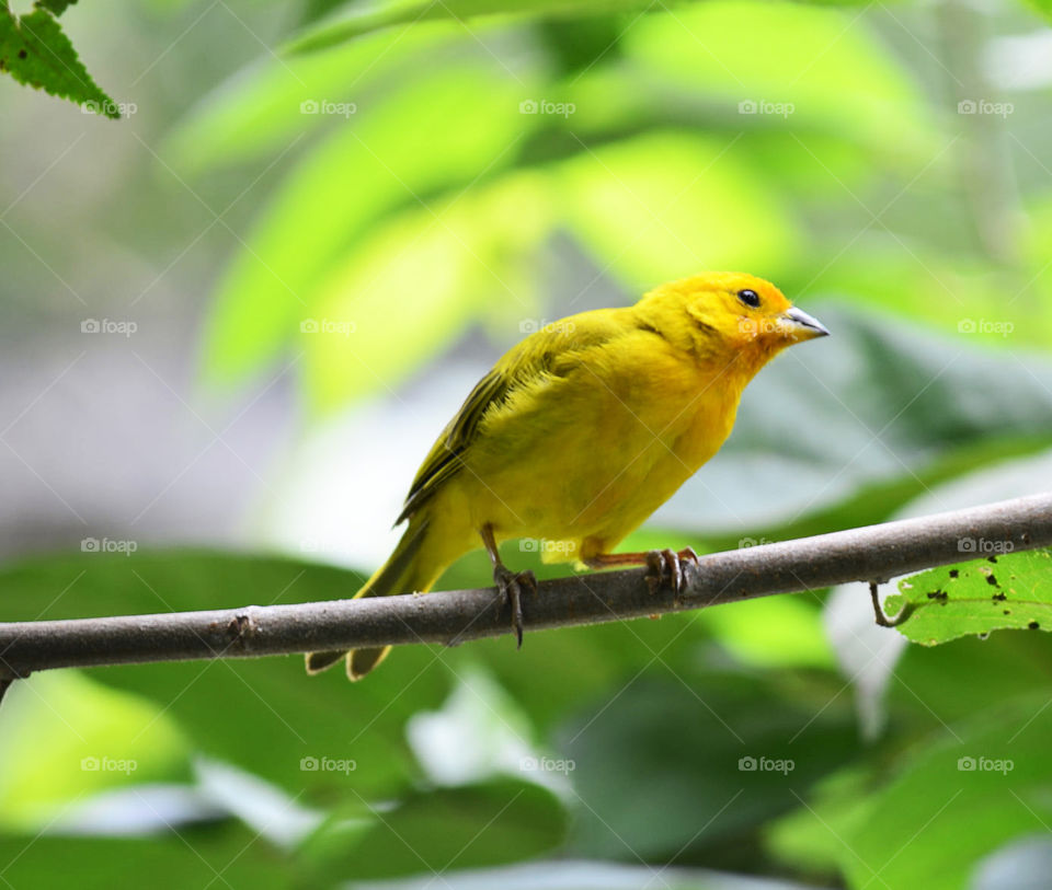 Colombia wildlife pictures