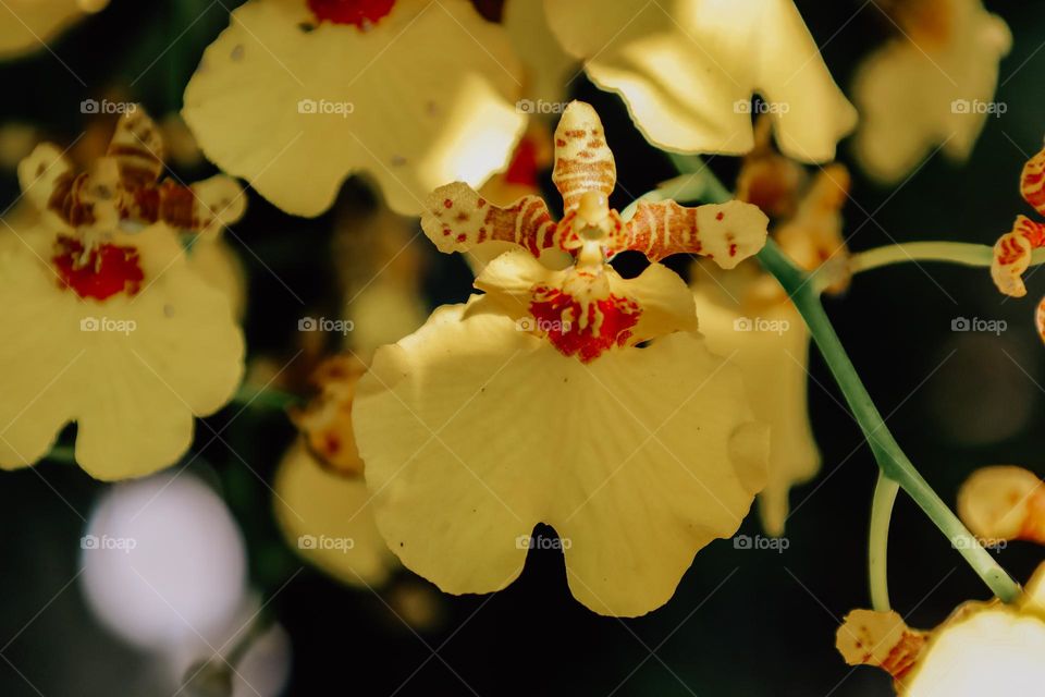 Close up of an orchid flower