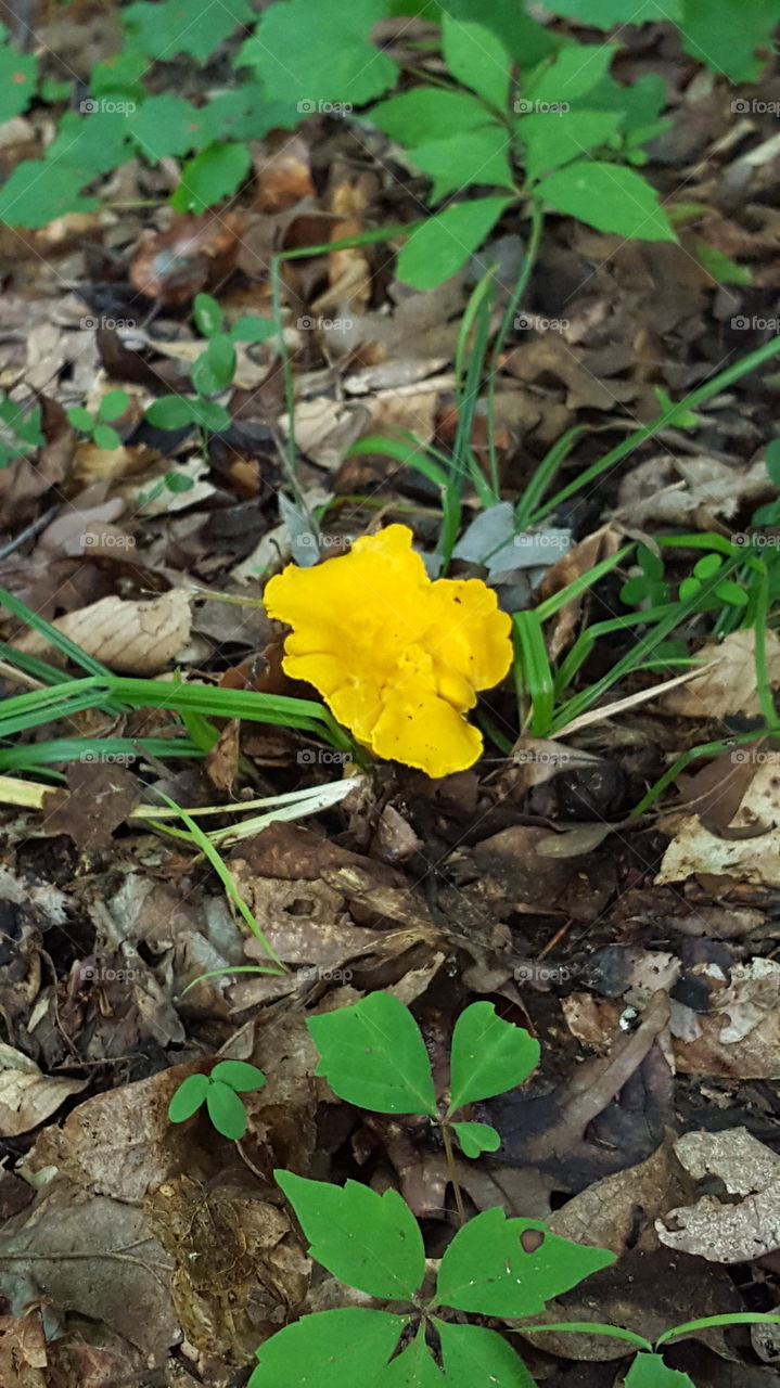 yellow Mushroom. Mushroom