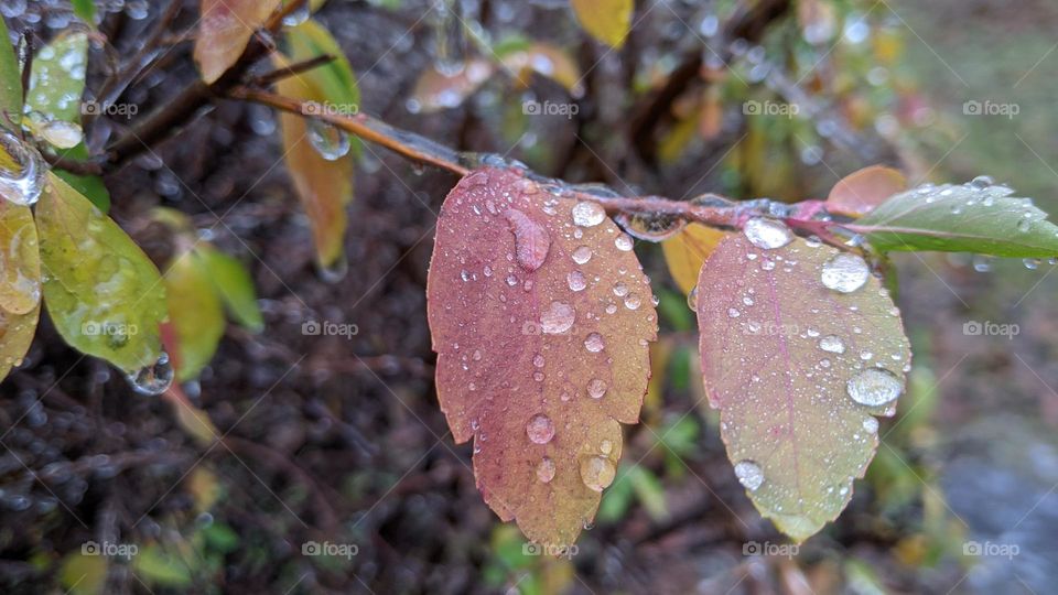 raindrops on leaves