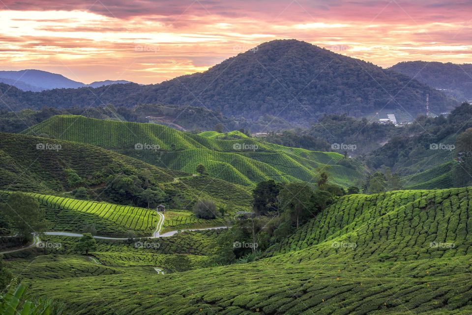 Mountain over the tea valley