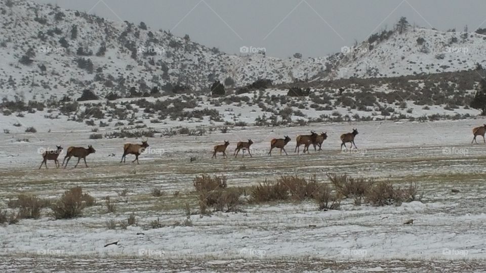 elk running on a winters day