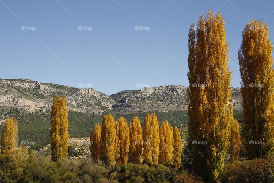 It is an autumn landscape. Trees whose autumn leaves are red and brown, although the most abundant are yellow. Behind the trees there are mountains.