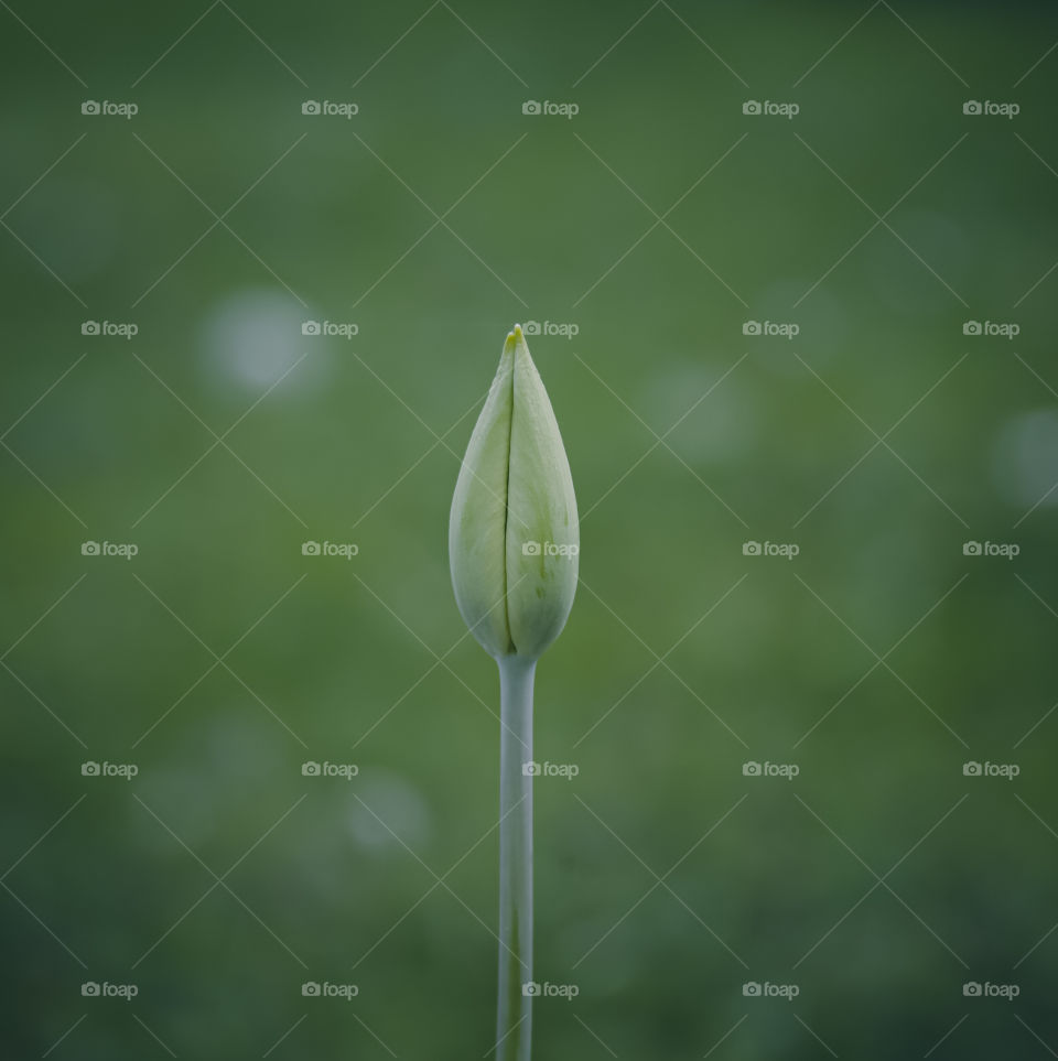 Close-up of tulip flower ready to bloom