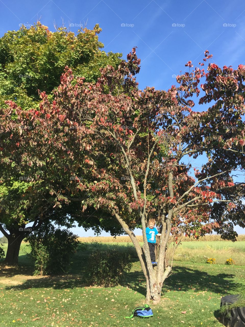 Pretty leaves. Climbing trees with pretty leaves