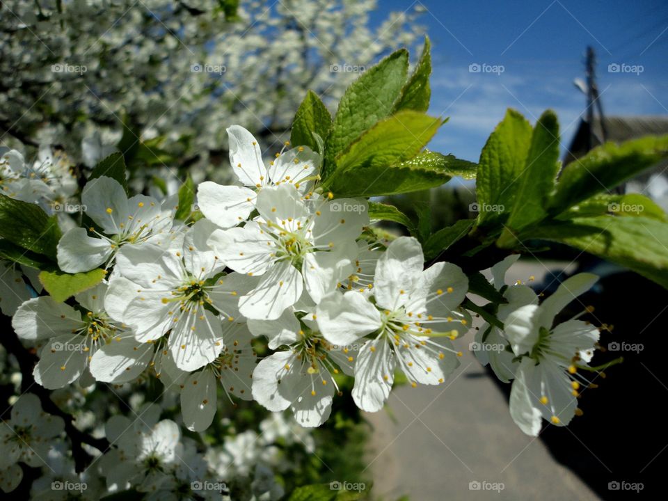 Flower, Nature, Flora, Cherry, Leaf