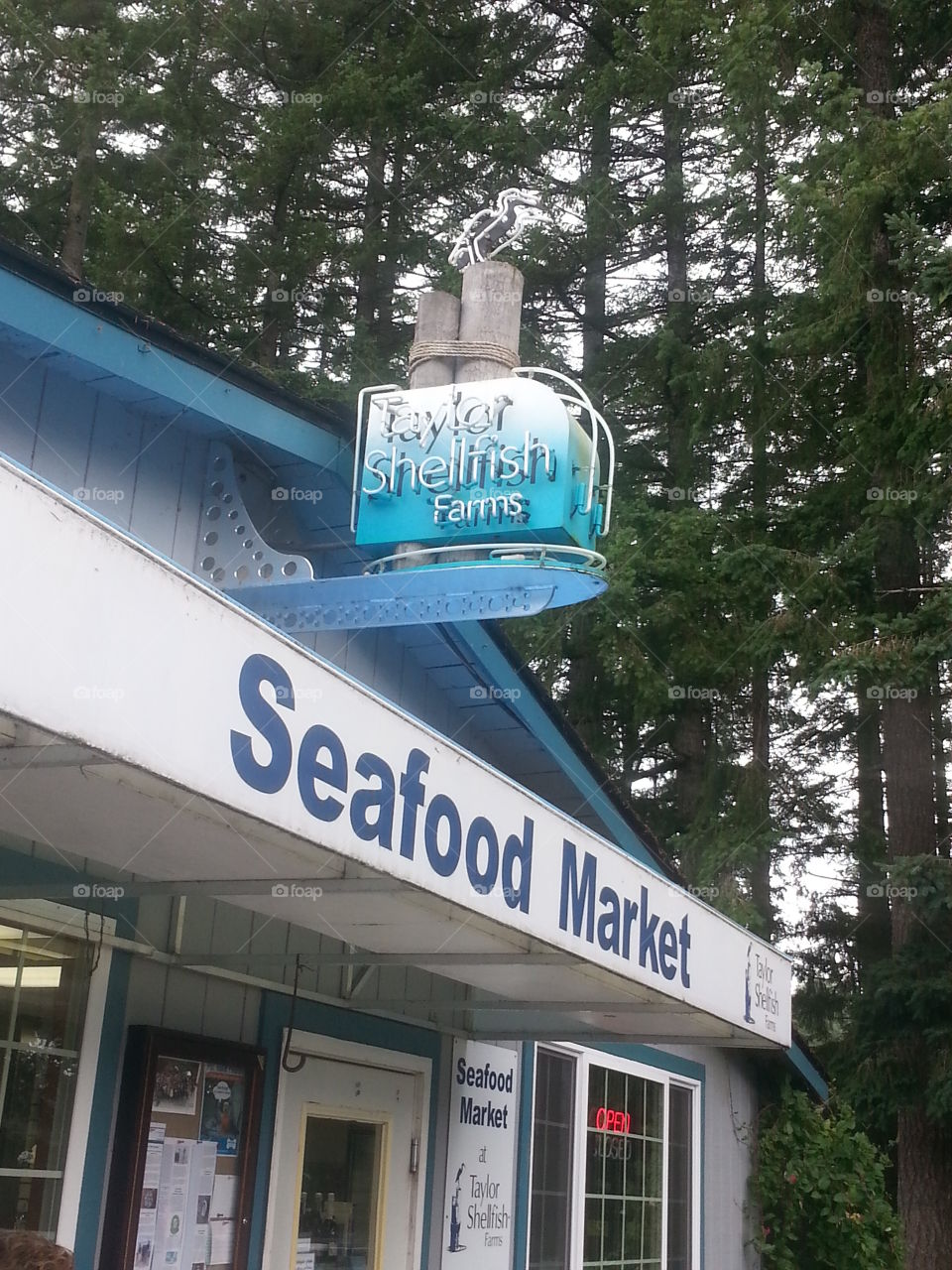 Taylor Shellfish farms, Oysters