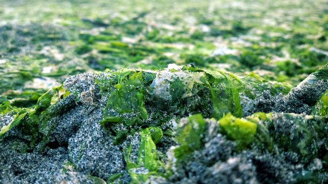 seaweed